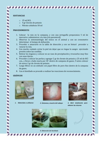 SUSTANCIAS
o 25 ml HCL
o 4 gr Clorato de potasio
o Nitrato cobaltoso 50 ml
PROCEDIMIENTO
1. Colocar la rata en la campana, y con una jeringuilla preparamos 5 ml de
mercurio e administrar a la rata (vía parenteral)
2. Observar la sintomatología del toxico en el animal y con un cronometro
determinar el tiempo de defunción.
3. Proceder a amarrarlo en la tabla de disección y con un bisturí proceder a
rasurar la rata.
4. Con mucho cuidado cortar la piel sin dejar que se riegue la sangre ejerciendo
presión sobre las costillas.
5. Retirar los órganos y colocar en un vaso de precipitación y trocearlos muy fino
con unas tijeras.
6. Proceder a colocar las perlas y agregar 2 gr de clorato de potasio y 25 ml de HCl
con., y llevar a baño maría por 30´ dentro de campana de gases, 5´antes colocar
de nuevo 2 gr de clorato de potasio.
7. Luego filtrar en un embudo con papel filtro de poro fino dentro de la campana
de gases.
8. Con el destilado se procede a realizar las reacciones de reconocimiento.
GRÁFICOS

1.

Materiales a utilizarse

2. Síntomas y muerte del cobayo

4. Obtención del destilado

3. Abrir totalmente para
obtener las vísceras

 