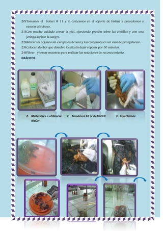 20) Tomamos el bisturí # 11 y lo colocamos en el soporte de bisturí y procedemos a
rasurar al cobayo.
21) Con mucho cuidado cortar la piel, ejerciendo presión sobre las costillas y con una
jeringa aspirar la sangre.
22) Retirar los órganos sin excepción de uno y los colocamos en un vaso de precipitación.
23) Colocar alcohol que disuelve los álcalis dejar reposar por 30 minutos.
24) Filtrar y tomar muestras para realizar las reacciones de reconocimiento.
GRÁFICOS

2. Materiales a utilizarse
NaOH

2. Tomamos 10 cc deNaOHl

3. Inyectamos

 