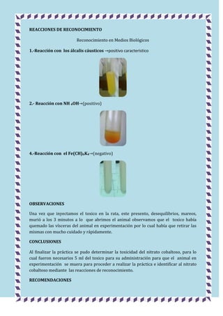REACCIONES DE RECONOCIMIENTO
Reconocimiento en Medios Biológicos
1.-Reacción con los álcalis cáusticos

positivo caracteristico

2.- Reacción con NH 4OH (positivo)

4.-Reacción con el Fe(CH)6K4 (negativo)

OBSERVACIONES
Una vez que inyectamos el toxico en la rata, este presento, desequilibrios, mareos,
murió a los 3 minutos a lo que abrimos el animal observamos que el toxico había
quemado las vísceras del animal en experimentación por lo cual había que retirar las
mismas con mucho cuidado y rápidamente.
CONCLUSIONES
Al finalizar la práctica se pudo determinar la toxicidad del nitrato cobaltoso, para lo
cual fueron necesarios 5 ml del toxico para su administración para que el animal en
experimentación se muera para proceder a realizar la práctica e identificar al nitrato
cobaltoso mediante las reacciones de reconocimiento.
RECOMENDACIONES

 