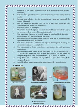 1.
2.
3.
4.
5.
6.
7.
8.
9.
10.
11.

12.
13.

Colocarse la vestimenta adecuada antes de la práctica (mandil, guantes,
mascarilla).
Colocar el cobayo en la campana, y los materiales que vamos a ocupar en el
mesón.
Preparar una solución de zinc sobresaturada capaz de ocasionarle la
muerte del animal.
Con una jeringuilla tomamos 10 a 20 ml de zinc antes preparado y le
administramos al cobayo (vía parenteral)
Colocar el cobayo en la campana
Observar la sintomatología del toxico en el animal de experimentación y con
un cronometro determinar el tiempo de defunción.
Una vez muerto el cobayo se procede a amarrarlo en la tabla de disección y
con un bisturí procedemos a rasurar al cobayo.
Con mucho cuidado vamos cortando la piel sin dejar que se riegue la sangre
ejerciendo presión sobre las costillas.
Con mucha precaución retiramos los órganos sin excepción de uno y los
colocamos en un vaso de precipitación
Una vez que está en el vaso procedemos a trocear muy fino los órganos con
unas tijeras.
Procedemos a colocar las perlas y le agregamos 2 gr de clorato de potasio y
25 ml de ácido clorhídrico conc., y llevar a baño maría por 30´ dentro de
campana de gases, 5´antes colocar de nuevo 2 gr de clorato de potasio.
Luego filtrar en un embudo con papel filtro de poro fino dentro de la
campana de gases.
Con el destilado se procede a realizar las reacciones de reconocimiento.

 GRÁFICOS

2.

Materiales a utilizarse

2. inyectar el toxico a la rata

3. Abrir totalmente para
obtener las vísceras

2. Síntomas y muerte del cobayo

 