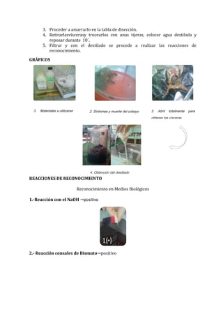3. Proceder a amarrarlo en la tabla de disección.
4. Retirarlasvíscerasy trocearlos con unas tijeras, colocar agua destilada y
reposar durante 10´.
5. Filtrar y con el destilado se procede a realizar las reacciones de
reconocimiento.
GRÁFICOS

3.

Materiales a utilizarse

2. Síntomas y muerte del cobayo

3.

Abrir

totalmente

obtener las vísceras

4. Obtención del destilado

REACCIONES DE RECONOCIMIENTO
Reconocimiento en Medios Biológicos
1.-Reacción con el NaOH

positivo

2.- Reacción consales de Bismuto positivo

para

 