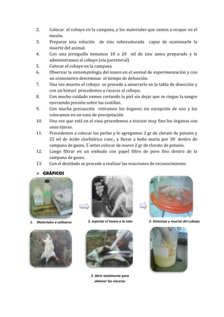 2.
3.
4.
5.
6.
7.
8.
9.
10.
11.

12.
13.

Colocar el cobayo en la campana, y los materiales que vamos a ocupar en el
mesón.
Preparar una solución de zinc sobresaturada capaz de ocasionarle la
muerte del animal.
Con una jeringuilla tomamos 10 a 20 ml de zinc antes preparado y le
administramos al cobayo (vía parenteral)
Colocar el cobayo en la campana
Observar la sintomatología del toxico en el animal de experimentación y con
un cronometro determinar el tiempo de defunción.
Una vez muerto el cobayo se procede a amarrarlo en la tabla de disección y
con un bisturí procedemos a rasurar al cobayo.
Con mucho cuidado vamos cortando la piel sin dejar que se riegue la sangre
ejerciendo presión sobre las costillas.
Con mucha precaución retiramos los órganos sin excepción de uno y los
colocamos en un vaso de precipitación
Una vez que está en el vaso procedemos a trocear muy fino los órganos con
unas tijeras.
Procedemos a colocar las perlas y le agregamos 2 gr de clorato de potasio y
25 ml de ácido clorhídrico conc., y llevar a baño maría por 30´ dentro de
campana de gases, 5´antes colocar de nuevo 2 gr de clorato de potasio.
Luego filtrar en un embudo con papel filtro de poro fino dentro de la
campana de gases.
Con el destilado se procede a realizar las reacciones de reconocimiento.

 GRÁFICOS

1.

Materiales a utilizarse

2. inyectar el toxico a la rata

3. Abrir totalmente para
obtener las vísceras

2. Síntomas y muerte del cobayo

 