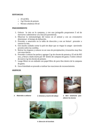 SUSTANCIAS
o 25 ml HCL
o 4 gr Clorato de potasio
o Nitrato cobaltoso 50 ml
PROCEDIMIENTO
1. Colocar la rata en la campana, y con una jeringuilla preparamos 5 ml de
mercurio e administrar a la rata (vía parenteral)
2. Observar la sintomatología del toxico en el animal y con un cronometro
determinar el tiempo de defunción.
3. Proceder a amarrarlo en la tabla de disección y con un bisturí proceder a
rasurar la rata.
4. Con mucho cuidado cortar la piel sin dejar que se riegue la sangre ejerciendo
presión sobre las costillas.
5. Retirar los órganos y colocar en un vaso de precipitación y trocearlos muy fino
con unas tijeras.
6. Proceder a colocar las perlas y agregar 2 gr de clorato de potasio y 25 ml de HCl
con., y llevar a baño maría por 30´ dentro de campana de gases, 5´antes colocar
de nuevo 2 gr de clorato de potasio.
7. Luego filtrar en un embudo con papel filtro de poro fino dentro de la campana
de gases.
8. Con el destilado se procede a realizar las reacciones de reconocimiento.
GRÁFICOS

2.

Materiales a utilizarse

2. Síntomas y muerte del cobayo

4. Obtención del destilado

3. Abrir totalmente para
obtener las vísceras

 