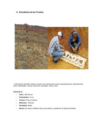 A. Resultados de las Pruebas
1. Descripción del perfil modal en campo con la descripción de las características de cada horizonte:
Color, profundidad, textura, estructura, porosidad, raíces y foto.
Horizonte A
- Color: café Oscuro
- Profundidad: 10 cm
- Textura: Franco Arcilloso
- Estructura: Granular
- Porosidad: Media
- Raíces: Se hayan múltiples raíces secundarias y pivotantes de plantas ancladas.
A
B
E
B1
B2
C
 