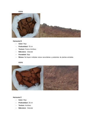 FOTO
Horizonte B
- Color: Rojo
- Profundidad: 70 cm
- Textura: Franco Arcilloso
- Estructura: Granular
- Porosidad: Baja
- Raíces: Se hayan múltiples raíces secundarias y pivotantes de plantas ancladas.
FOTO
Horizonte E
- Color: Rojo
- Profundidad: 25 cm
- Textura: Arcilloso
- Estructura: Granular
 
