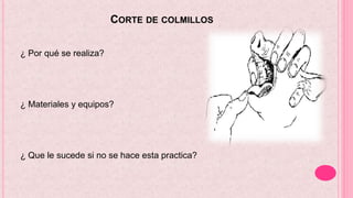 CORTE DE COLMILLOS
¿ Por qué se realiza?
¿ Materiales y equipos?
¿ Que le sucede si no se hace esta practica?
 