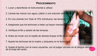 PROCEDIMIENTO
1. Lavar y desinfectar el instrumental a utilizar.
2. Lávese las manos con agua y jabón o una solución desinfectante.
3. En una charola con Yodo al 10% introduzca, las tenazas.
4. Asegúrese que los lechones a tratar ya hayan mamado calostro.
5. Verifique el filo y estado de las tenazas.
6. Antes de iniciar con el cepillo de dientes limpiar el filo de la tenaza.
7. Aparte los lechones de la madre y ubíquelos en la lechonera.
8. Sujete el lechón con la mano izquierda, con el pulgar ubicado en el pliegue detrás
de la oreja del cerdo.
 