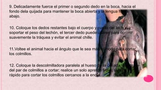 9. Delicadamente fuerce el primer o segundo dedo en la boca, hacia el
fondo dela quijada para mantener la boca abierta y la lengua hacia
abajo.
10. Coloque los dedos restantes bajo el cuerpo y cuello del lechón y
soportar el peso del lechón, el tercer dedo puede usarse para oprimir
suavemente la tráquea y evitar el animal chille.
11.Voltee el animal hacia el ángulo que le sea más cómodo para cortar
los colmillos.
12. Coloque la descolmilladora paralela al hueso de la quijada, alrededor
del par de colmillos a cortar; realice un solo apretón firme, seguro y
rápido para cortar los colmillos cercanos a la encía.
 