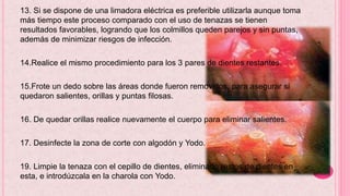 13. Si se dispone de una limadora eléctrica es preferible utilizarla aunque toma
más tiempo este proceso comparado con el uso de tenazas se tienen
resultados favorables, logrando que los colmillos queden parejos y sin puntas,
además de minimizar riesgos de infección.
14.Realice el mismo procedimiento para los 3 pares de dientes restantes.
15.Frote un dedo sobre las áreas donde fueron removidos, para asegurar si
quedaron salientes, orillas y puntas filosas.
16. De quedar orillas realice nuevamente el cuerpo para eliminar salientes.
17. Desinfecte la zona de corte con algodón y Yodo.
19. Limpie la tenaza con el cepillo de dientes, eliminado restos de dientes en
esta, e introdúzcala en la charola con Yodo.
 