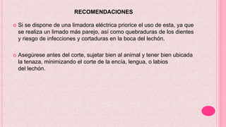 RECOMENDACIONES
 Si se dispone de una limadora eléctrica priorice el uso de esta, ya que
se realiza un limado más parejo, así como quebraduras de los dientes
y riesgo de infecciones y cortaduras en la boca del lechón.
 Asegúrese antes del corte, sujetar bien al animal y tener bien ubicada
la tenaza, minimizando el corte de la encía, lengua, o labios
del lechón.
 