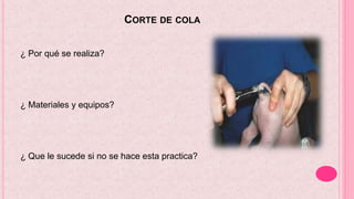 CORTE DE COLA
¿ Por qué se realiza?
¿ Materiales y equipos?
¿ Que le sucede si no se hace esta practica?
 