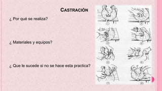 CASTRACIÓN
¿ Por qué se realiza?
¿ Materiales y equipos?
¿ Que le sucede si no se hace esta practica?
 