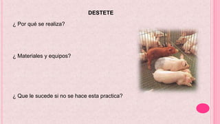 DESTETE
¿ Por qué se realiza?
¿ Materiales y equipos?
¿ Que le sucede si no se hace esta practica?
 