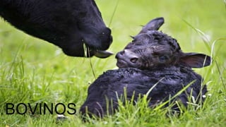 BOVINOS
 