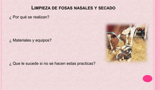 LIMPIEZA DE FOSAS NASALES Y SECADO
¿ Por qué se realizan?
¿ Materiales y equipos?
¿ Que le sucede si no se hacen estas practicas?
 