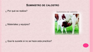 SUMINISTRO DE CALOSTRO
¿ Por qué se realiza?
¿ Materiales y equipos?
¿ Que le sucede si no se hace esta practica?
 