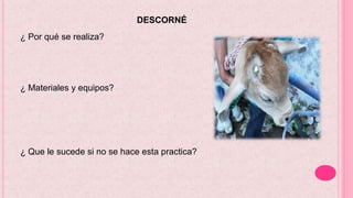 DESCORNÉ
¿ Por qué se realiza?
¿ Materiales y equipos?
¿ Que le sucede si no se hace esta practica?
 