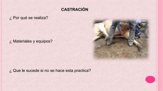 CASTRACIÓN
¿ Por qué se realiza?
¿ Materiales y equipos?
¿ Que le sucede si no se hace esta practica?
 