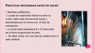PRÁCTICAS NECESARIAS ANTES DE NACER
 Medidas profilácticas.
 La sala de maternidad donde la cerda va
a parir, debe estar previamente limpia y
desinfectada por lo menos con 15 días de
anticipación.
 La cerda debe trasladarse 8 o 10 días antes
de la fecha programada de parto.
 Se debe contar con una caja de madera para el
calor artificial.
 