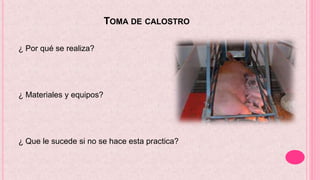 TOMA DE CALOSTRO
¿ Por qué se realiza?
¿ Materiales y equipos?
¿ Que le sucede si no se hace esta practica?
 