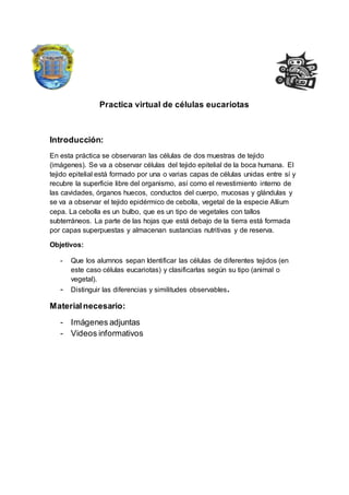 Practica virtual de células eucariotas
Introducción:
En esta práctica se observaran las células de dos muestras de tejido
(imágenes). Se va a observar células del tejido epitelial de la boca humana. El
tejido epitelial está formado por una o varias capas de células unidas entre sí y
recubre la superficie libre del organismo, así como el revestimiento interno de
las cavidades, órganos huecos, conductos del cuerpo, mucosas y glándulas y
se va a observar el tejido epidérmico de cebolla, vegetal de la especie Allium
cepa. La cebolla es un bulbo, que es un tipo de vegetales con tallos
subterráneos. La parte de las hojas que está debajo de la tierra está formada
por capas superpuestas y almacenan sustancias nutritivas y de reserva.
Objetivos:
- Que los alumnos sepan Identificar las células de diferentes tejidos (en
este caso células eucariotas) y clasificarlas según su tipo (animal o
vegetal).
- Distinguir las diferencias y similitudes observables.
Materialnecesario:
- Imágenes adjuntas
- Videos informativos
 