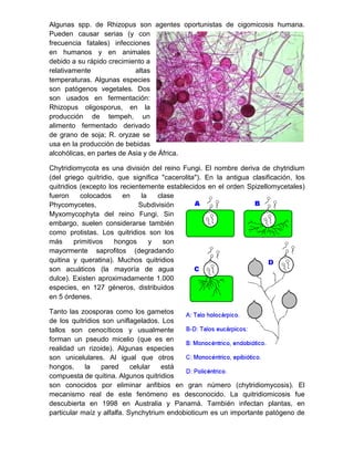 Practica zigomicetes