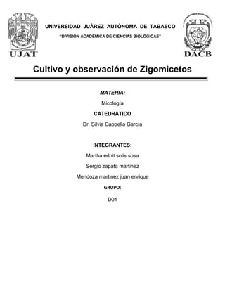 632460076202870207620<br />UNIVERSIDAD  JUÁREZ  AUTÓNOMA  DE  TABASCO<br />“DIVISIÓN ACADÉMICA DE CIENCIAS BIOLÓGICAS”<br />Cultivo y observación de Zigomicetos<br />MATERIA:<br />Micología<br />CATEDRÁTICO<br />Dr. Silvia Cappello García<br />INTEGRANTES:<br />Martha edhit solis sosa<br />Sergio zapata martinez<br />Mendoza martinez juan enrique<br />GRUPO:<br />D01<br />Índice  TOC  quot;
1-3quot;
    D01 PAGEREF _Toc278973821  1INTRODUCCION PAGEREF _Toc278973822  3Zigomicetes Mucorales PAGEREF _Toc278973823  3Familia Pilobolaceas PAGEREF _Toc278973824  4OBJETIVOS GENERALES PAGEREF _Toc278973825  6OBJETIVOS ESPECÍFICOS PAGEREF _Toc278973826  6MATERIALES Y METODOS PAGEREF _Toc278973827  6Método para el cultivo de Pilobolus PAGEREF _Toc278973828  7RESULTADOS Y OBSERVACIONES PAGEREF _Toc278973829  7Cajas con estiércol. PAGEREF _Toc278973830  7Insectos Muertos PAGEREF _Toc278973831  7CONCLUSIÓN PAGEREF _Toc278973832  7BIBLIOGRAFIA PAGEREF _Toc278973833  9<br />INTRODUCCION<br />Los miembros de este grupo poseen micelio cenocítico y carente de septas, salvo para la separación entre las estructuras reproductivas y el resto del micelio. Las hifas son grandes, anchas y ramificadas en ángulo recto. Estas hifas tienden a doblarse y torcerse dándole un aspecto en cinta o banda. Sus esporangióforos son ramificados y con esporangios terminales esféricos que contienen numerosas endosporas. Muchos de ellos son saprotróficos y se alimentan osmotróficamente sobre el material vegetal en descomposición. Algunos otros son altamente especializados y viven sobre animales, plantas, protoctistas y hongos.<br />Son organismos ubicuos y se encuentran en la tierra, moho del pan, frutas, estiércol, etc pero son también colonizantes infrecuentes en tracto respiratorio, gastrointestinal y en la mucosa vaginal. Las personas sanas ocasionalmente pueden ser portadoras en faringe o nariz. La alta prevalencia de Zygomicetes en el ambiente da como resultado una exposición universal pero la zygomicosis sólo se presenta en personas con condiciones predisponentes. Su desarrollo óptimo se efectúa en pH ácido, temperatura de 25ºC - 55ºC y alto contenido de glucosa.<br />Dos modos de reproducción caracterizan a los Zygomycetes:<br />Desarrollo directo de esporas (conidias) mediante mitosis. <br />Formación de zygosporangios sexuales con meiosis para formar propágulos haploides.<br />En la reproducción mediante esporulación directa los esporangiosporas haploides se desarrollan dentro de los esporangios que a menudo se hallan sostenidos en lo alto de hifas especiales llamadas esporangiósforos. Las hifas que se desarrollan a partir de estas esporas son haploides y pueden formar micelio. En la sexualidad de los Zygomycetes los zygosporangios se forman por la conjugación de hifas. Las hifas especializadas de tipo de apareamiento complementario llamadas gametangios se atraen entre si por hormonas y crecen hasta tocarse. Los terminales de las hifas se inflaman, las paredes se disuelven y se fusionan las dos fuentes de citoplasma (citogamia). Múltiples núcleos haploides de cada tipo de apareamiento entran a las inflamaciones unidas, las cuales se desarrollan dentro de un zygosporangio de pared gruesa. Muchos núcleos se fusionan en pares a la vez (cariogamia) originando simultáneamente múltiples núcleos diploides. <br />Zigomicetes Mucorales<br />La gran mayoría de los Mucorales son saprofiticos,y viven sobre  sustratos como excrementos y material vegetal y animal en descomposición. Muchas especies saprofiticas son capaces de sintetizar productos industriales y han sido utilizadas en un tiempo u otro por el hombre. Así Rhizopus stolonifer, el moho negro del pan, ha sido comercialmente par la fabricación de acido fumarico y para ciertos pasa de la preparación de al cortosina. Los hongos Mucorales son típicamente de rápido crecimiento, y sus anchas hifas, sin septo (los septos multiperforados son exclusivos de esporangióforos y gametangios). Las hifas crecen mayor mente en sustratos. Los eporangióforos tienen hifas simples o ramificadas, que soportan sacos esporangios llenos de esporangiósporos asexuales. Los esporangiósporos son mitosporas asexuales (formadas vía mitosis) producidos dentro de los esporangios (miles de esporas) o esporangiolos (una o pocas esporas). Los esporangiósporos germinan para formar las hifas haploides de un nuevo micelio. La reproducción asexual ocurre con frecuencia, continuamente. La reproducción sexual ocurre cuando tipos de parejas opuestas (designadas + y -) llegan a una proximidad estrecha, induciendo la formación de hifas especializadas llamadas gametangio. El gametangio crece uno pegado al otro, y luego se fusionan, formando un cigoto diploide al punto de fusionarse. El cigoto desarrolla una pared resistente.<br />Familia Pilobolaceas<br />Pilobolus, Pilaira y Utharomices son géneros que pertenecen a los Pilobolaceas. Los dos primeros generos se encuentran comúnmente creciendo sobre el estiércol de los herbívoros, en donde producen estructuras reproductoras sexuales muy características. En la Pilaira, el esporangiosforo está formado por una porción superior ennegrecida, resistente, en la que están concentradas las esporas y una porción inferior, casi transparente, en la cual la columela se extiende a lo largo de una corta distancia. Al llegar a la madurez, la porción inferior del esporangio, llena de un material pegajoso y mucilaginoso, se rompe de forma circuncisa, dejando un anillo de material mucilaginoso exudado a partir del esporangio.<br />Los esporangiosforos de Pilaira presentan fototropismo positivo y son muy frágiles. Los esporangios son disparados hacia la luz.<br />Una de las maneras más fáciles de observar a Pilobolus en el laboratorio cosiste en incubar estiércol fresco de caballo en un recipiente de vidrio.al cabo de unos pocos días, suelen aparecer los esporangiosforos y los esporangios característicos de estos hongos. Se sabe que se producen zigosporas en algunas especies de Pilobolus y Pilaira.<br />Rhizopus es un género de mohos que incluyen especies cosmopolitas de hongos filamentosos hallados en el suelo, degradando frutos y vegetales, heces animales, y residuos. Las especies de Rhizopus producen esporos asexuales y sexuales. Los esporangiosporos asexuales se producen dentro de una estructura aguzada, el esporangium, y son genéticamente idénticos a su padre. En Rhizopus, el esporangio es soportado por una gran columela apofisada, y el esporangióforo asoma entre rizpodes distintivos. Cigosporos negros se producen después de dos fusiones compatibles de micelios durante la reproducción sexual. Y hacen colonias que pueden ser genéticamente diferentes de sus padres.<br />2348865243205Algunas spp. de Rhizopus son agentes oportunistas de cigomicosis humana. Pueden causar serias (y con frecuencia fatales) infecciones en humanos y en animales debido a su rápido crecimiento a relativamente altas temperaturas. Algunas especies son patógenos vegetales. Dos son usados en fermentación: Rhizopus oligosporus, en la producción de tempeh, un alimento fermentado derivado de grano de soja; R. oryzae se usa en la producción de bebidas alcohólicas, en partes de Asia y de África.<br />2869565596265Chytridiomycota es una división del reino Fungi. El nombre deriva de chytridium (del griego quitridio, que significa quot;
cacerolitaquot;
). En la antigua clasificación, los quitridios (excepto los recientemente establecidos en el orden Spizellomycetales) fueron colocados en la clase Phycomycetes, Subdivisión Myxomycophyta del reino Fungi. Sin embargo, suelen considerarse también como protistas. Los quitridios son los más primitivos hongos y son mayormente saprofitos (degradando quitina y queratina). Muchos quitridios son acuáticos (la mayoría de agua dulce). Existen aproximadamente 1.000 especies, en 127 géneros, distribuidos en 5 órdenes.<br />Tanto las zoosporas como los gametos de los quitridios son uniflagelados. Los tallos son cenocíticos y usualmente forman un pseudo micelio (que es en realidad un rizoide). Algunas especies son unicelulares. Al igual que otros hongos, la pared celular está compuesta de quitina. Algunos quitridios son conocidos por eliminar anfibios en gran número (chytridiomycosis). El mecanismo real de este fenómeno es desconocido. La quitridiomicosis fue descubierta en 1998 en Australia y Panamá. También infectan plantas, en particular maíz y alfalfa. Synchytrium endobioticum es un importante patógeno de la papa. Los más antiguos fósiles son de Rhynie Chert, Escocia, del Devónico, localidad con especial preservación de plantas y hongos. Entre los microfósiles hay quitridios preservados como parásitos en rhyniophyta cercanos al género Allomyces.<br />Estos hongos no presentan verdadero micelio. En la Fig. 1 se muestran sus diversos tipos de talo: holocárpico (todo el talo se convierte en esporangio) y eucárpico (parte de él permanece asimilativo). En este último caso, el talo puede ser monocéntrico (sólo se forma un esporangio; el resto es un rizomicelio) o policéntrico (varios esporangios). Si el hongo se desarrolla del todo dentro de la célula parasitada, se denomina endobiótico; en caso contrario, epibiótico. En cuanto a su reproducción asexual, los esporangios pueden ser operculados (con una especie de tapadera) o inoperculados. La reproducción sexual puede seguir cualquiera de las modalidades que se indicaron en el apartado de biología de hongos: copulación de planogametos (isógama o anisógama), copulación gametangial, espermatización (un anterozoide móvil fecunda al oogonio) y somatogamia.<br />OBJETIVOS GENERALES<br />Conocer las técnicas para cultivo y desarrollo de Zigomicetos  en el laboratorio a partir de  estiércol.<br />Observar el crecimiento de hongos en insectos, determinar si son entomopatogenos u oportunistas.<br />En el laboratorio identificar mediante el estereoscopio las principales estructuras  de  los Zigomicetos.<br />OBJETIVOS ESPECÍFICOS<br />Conocer y poner en práctica la utilización de estiércol para el cultivo de Zigomicetos en la familia de pilobolus.<br />Describir en el laboratorio los organismos encontrados.<br />Identificar las principales características morfológicas de los Zigomicetos.<br />MATERIALES Y METODOS<br />Materiales para la realización de cultivo del Pilobolus con estiércol de vaca<br />estiércol de caballo <br />4 cajas de petri<br />una caja de zapato <br />un  papel celofán verde<br />un estereoscopio<br />Método para el cultivo de Pilobolus  <br />Primero llenamos siete cajas de petri con estiércol fresco de caballo y vaca y luego se humedeció.<br />Se colocaron las cajas dentro de la caja de zapato y se envolvió con papel celofán del color que la maestra nos asigno que fue el color verde<br />Luego un compañero se lo llevo y lo coloco en un lugar donde no le diera la luz directo para que crecieran los hongos y al cabo de tres días se iba a observar el crecimiento y cuantos crecieron. <br />También se iba a observar su pigmentación y estructura de los Pilobolus en el estereoscopio<br />RESULTADOS Y OBSERVACIONES<br />Cajas con estiércol. <br />Inicialmente se revisaron las tapas   con el estereoscopio, para observar los crecimientos. Se contabilizaron los  Zigomicetos encontrados (en caso de que los hubiera) Se observaron su pigmentación y para qué lado se encontraban mirando<br />Insectos Muertos<br />Se revisaron las cámaras húmedas con la muestra de insectos para observar si se había cultivado algún hongo entomopatógeno, sin embargo, en nuestra caja petri no se pudieron observar dichos hongos, sin embargo si se observaron hongos oportunistas.<br />CONCLUSIÓN<br />Los Pilobolus son hongos que se desarrollan en el estiércol se lograron observar sus estructuras como esporangio, vesículas, estalon y rizoides.<br />Los objetivos de la práctica fueron parcialmente conseguidos, ya que mi equipo no puedo observar los hongos entomopatógeno, y solo observamos hongos oportunistas.  <br />Hongos oportunistas<br />PreparaciónQuitridios<br />BIBLIOGRAFIA<br />Alexoupolus C.J. y C.W. Mins, 1985. Introducción a la micología. Omega, Barcelona, pp. Beckett A., I.B Heath y D.J. McLaughlin, 1974.<br />Herrera, T. y Ulloa, M. 1990. El reino de los hongos. Micología básica y aplicada. Fondo de Cultura Económico y UNAM. México. pp. 552.<br />