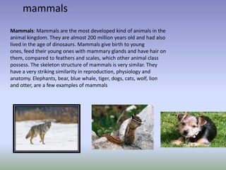 mammals
Mammals: Mammals are the most developed kind of animals in the
animal kingdom. They are almost 200 million years old and had also
lived in the age of dinosaurs. Mammals give birth to young
ones, feed their young ones with mammary glands and have hair on
them, compared to feathers and scales, which other animal class
possess. The skeleton structure of mammals is very similar. They
have a very striking similarity in reproduction, physiology and
anatomy. Elephants, bear, blue whale, tiger, dogs, cats, wolf, lion
and otter, are a few examples of mammals
 