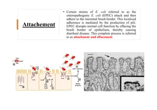 GI tract infection | PDF