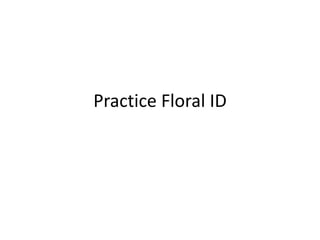 Practice Floral ID
 