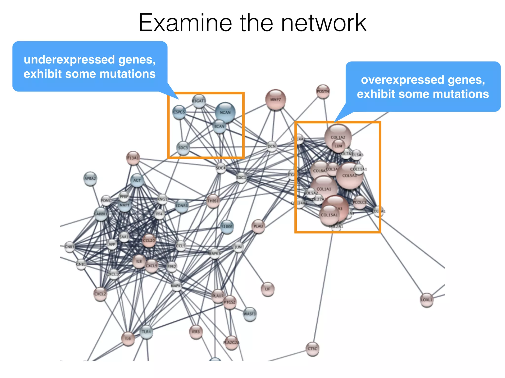 Examine the network
overexpressed genes, 
exhibit some mutations
underexpressed genes, 
exhibit some mutations
 