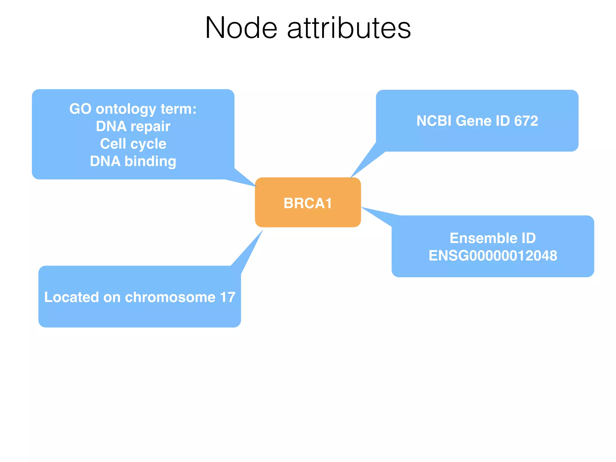 BRCA1
Node attributes
NCBI Gene ID 672
Ensemble ID
ENSG00000012048
GO ontology term: 
DNA repair 
Cell cycle 
DNA binding
Located on chromosome 17
 