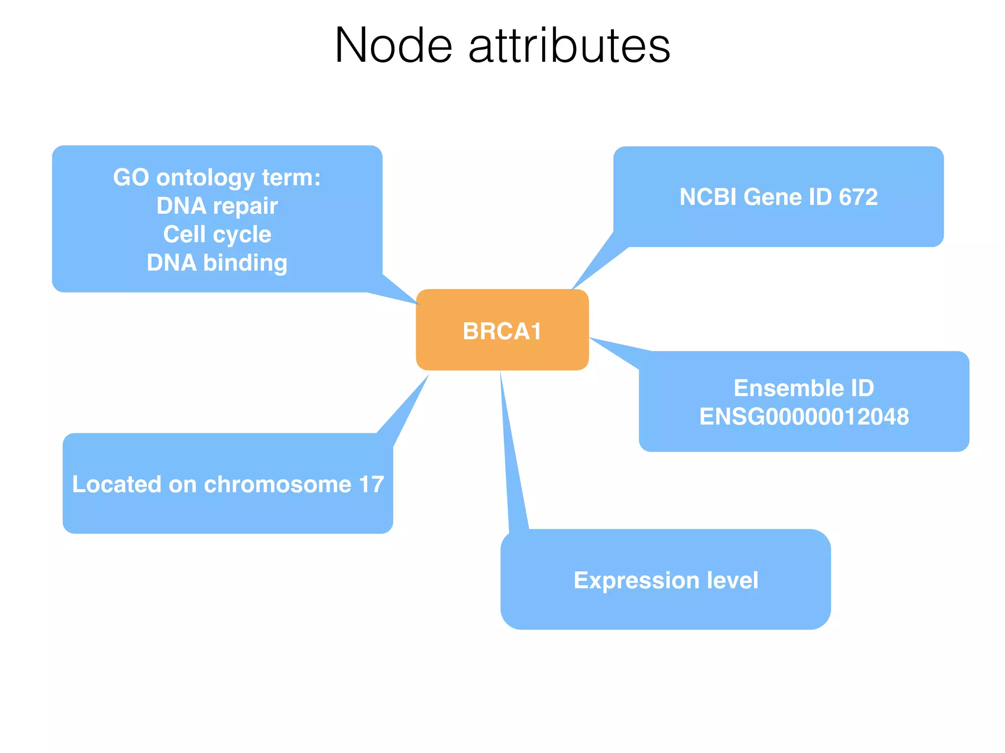 BRCA1
Node attributes
NCBI Gene ID 672
Ensemble ID
ENSG00000012048
GO ontology term: 
DNA repair 
Cell cycle 
DNA binding
Located on chromosome 17
Expression level
 