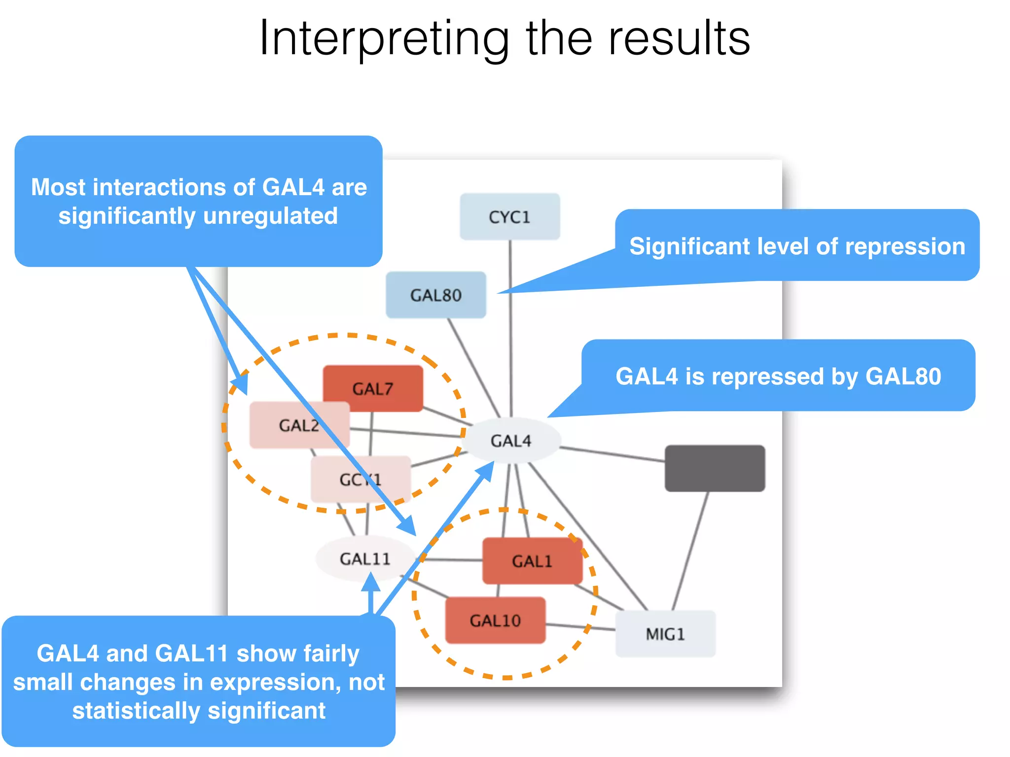 Interpreting the results
GAL4 is repressed by GAL80
GAL4 and GAL11 show fairly
small changes in expression, not
statistically signiﬁcant
Signiﬁcant level of repression
Most interactions of GAL4 are
signiﬁcantly unregulated
 