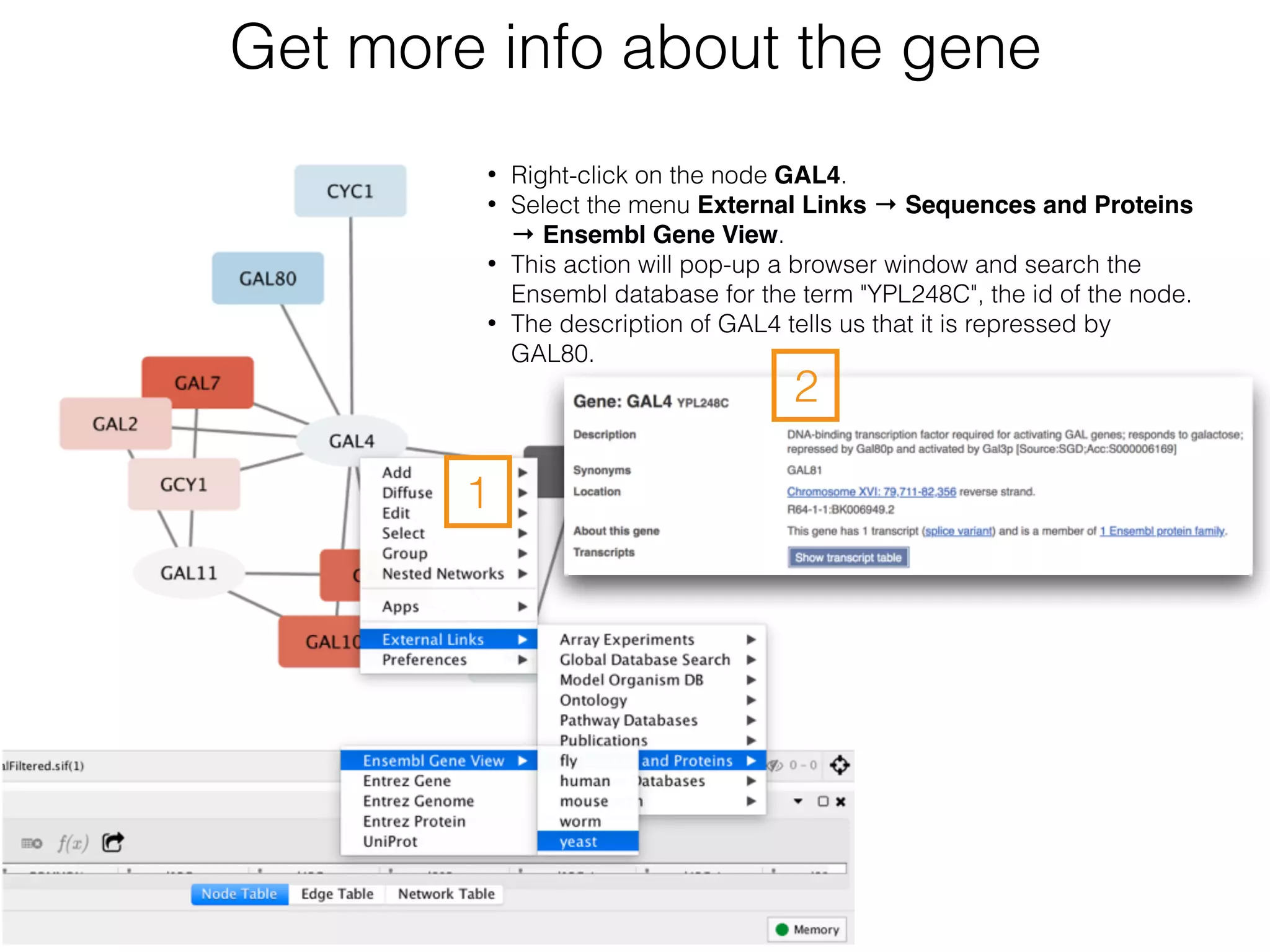 Get more info about the gene
• Right-click on the node GAL4.
• Select the menu External Links → Sequences and Proteins
→ Ensembl Gene View.
• This action will pop-up a browser window and search the
Ensembl database for the term "YPL248C", the id of the node.
• The description of GAL4 tells us that it is repressed by
GAL80.
1
2
 