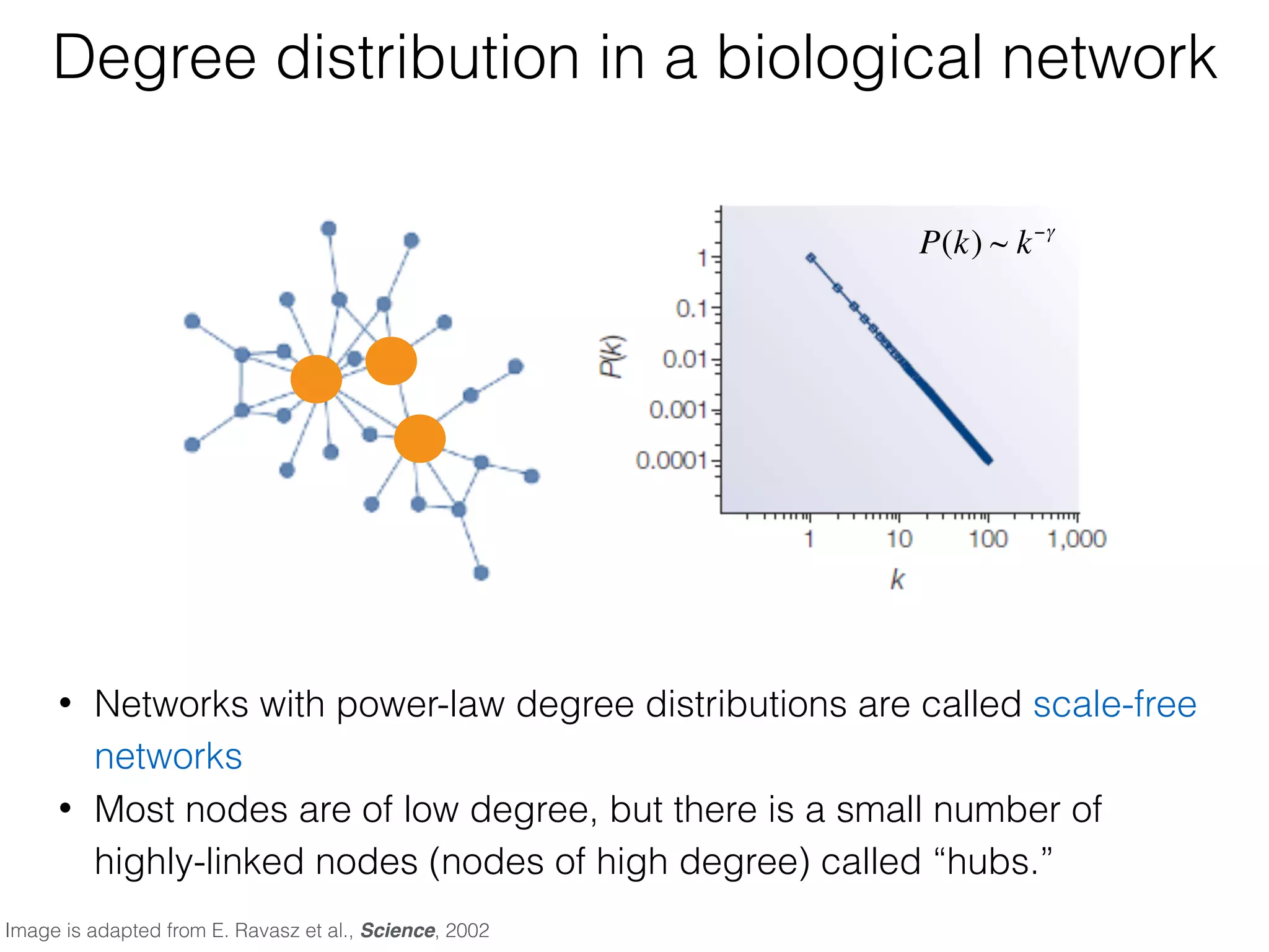 Degree distribution in a biological network
• Networks with power-law degree distributions are called scale-free
networks
• Most nodes are of low degree, but there is a small number of
highly-linked nodes (nodes of high degree) called “hubs.”
P(k) ~ k−γ
Image is adapted from E. Ravasz et al., Science, 2002
 