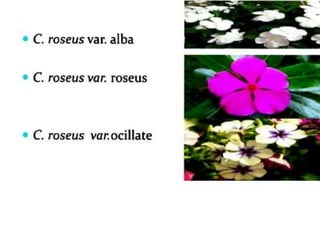 Practice School PPT.pptxbbnnjjhhbffgjjgff