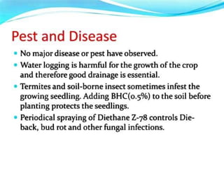 Practice School PPT.pptxbbnnjjhhbffgjjgff