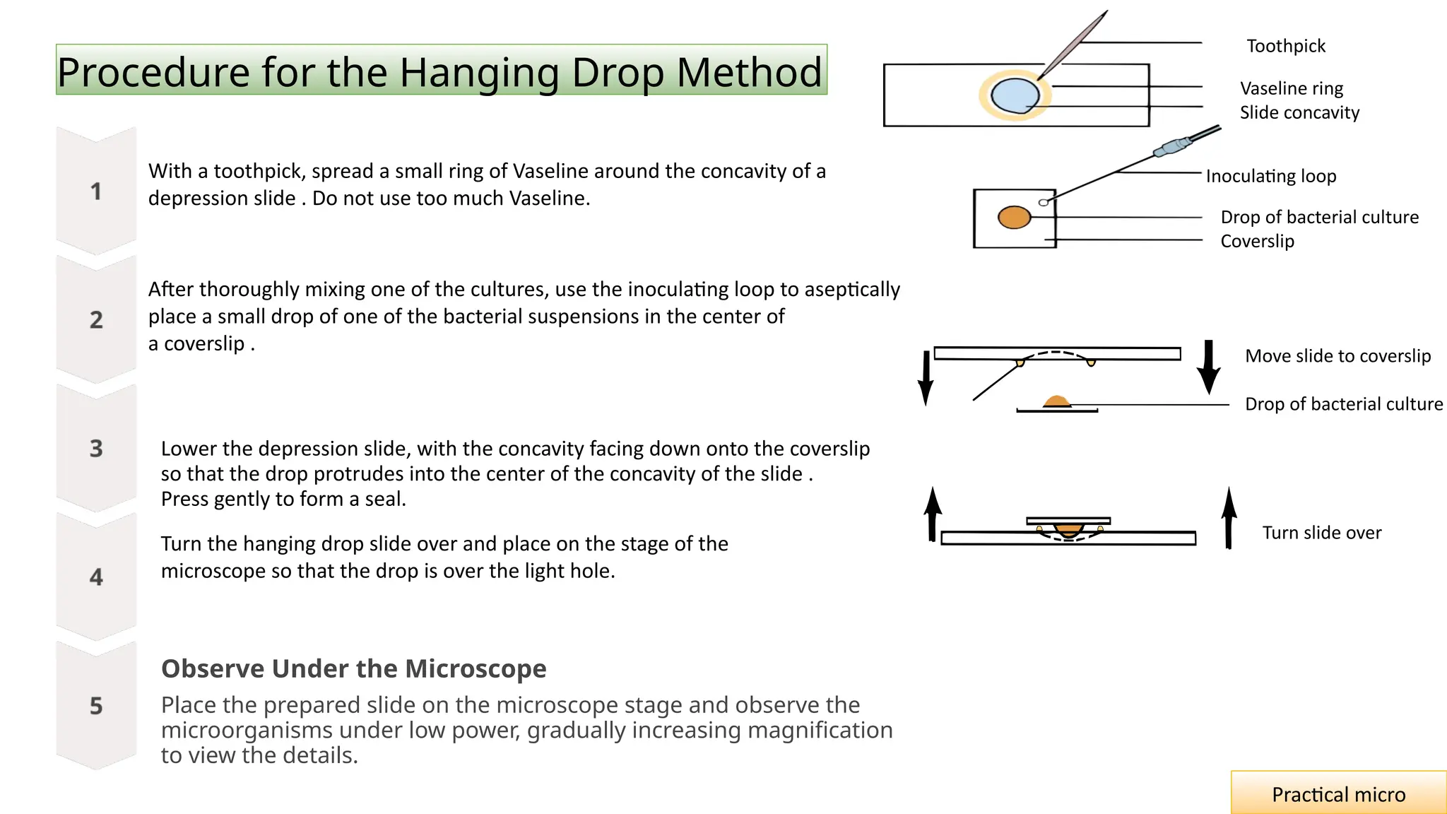 Procedure for the Hanging Drop Method
With a toothpick, spread a small ring of Vaseline around the concavity of a
depression slide . Do not use too much Vaseline.
After thoroughly mixing one of the cultures, use the inoculating loop to aseptically
place a small drop of one of the bacterial suspensions in the center of
a coverslip .
Lower the depression slide, with the concavity facing down onto the coverslip
so that the drop protrudes into the center of the concavity of the slide .
Press gently to form a seal.
Turn the hanging drop slide over and place on the stage of the
microscope so that the drop is over the light hole.
Observe Under the Microscope
Place the prepared slide on the microscope stage and observe the
microorganisms under low power, gradually increasing magnification
to view the details.
Practical micro
Vaseline ring
Slide concavity
Inoculating loop
Drop of bacterial culture
Coverslip
Turn slide over
Toothpick
Move slide to coverslip
Drop of bacterial culture
 