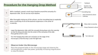 Procedure for the Hanging Drop Method
With a toothpick, spread a small ring of Vaseline around the concavity of a
depression slide . Do not use too much Vaseline.
After thoroughly mixing one of the cultures, use the inoculating loop to aseptically
place a small drop of one of the bacterial suspensions in the center of
a coverslip .
Lower the depression slide, with the concavity facing down onto the coverslip
so that the drop protrudes into the center of the concavity of the slide .
Press gently to form a seal.
Turn the hanging drop slide over and place on the stage of the
microscope so that the drop is over the light hole.
Observe Under the Microscope
Place the prepared slide on the microscope stage and observe the
microorganisms under low power, gradually increasing magnification
to view the details.
Practical micro
Vaseline ring
Slide concavity
Inoculating loop
Drop of bacterial culture
Coverslip
Turn slide over
Toothpick
Move slide to coverslip
Drop of bacterial culture
 