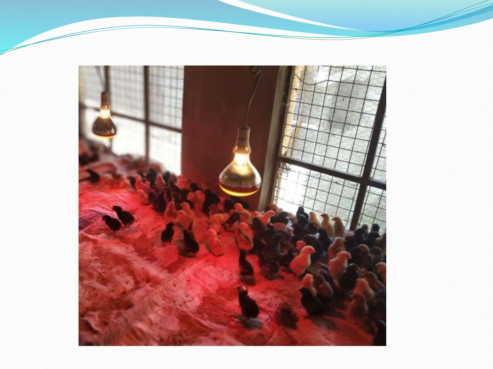 Practices related to brooding.pptx