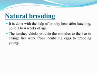 Practices related to brooding.pptx | Agriculture | Industries
