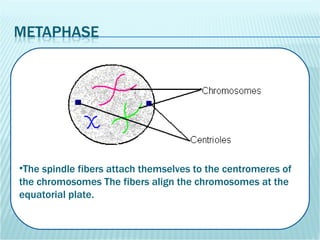 The spindle fibers attach themselves to the centromeres of the chromosomes The fibers align the chromosomes at the equatorial plate. 