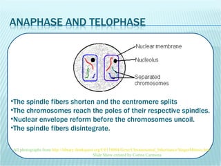 All photographs from  http://library.thinkquest.org/C0118084/Gene/Chromosomal_Inheritance/StagesMitosis.htm Slide Show created by Corina Carmona The spindle fibers shorten and the centromere splits The chromosomes reach the poles of their respective spindles.  Nuclear envelope reform before the chromosomes uncoil.  The spindle fibers disintegrate. 
