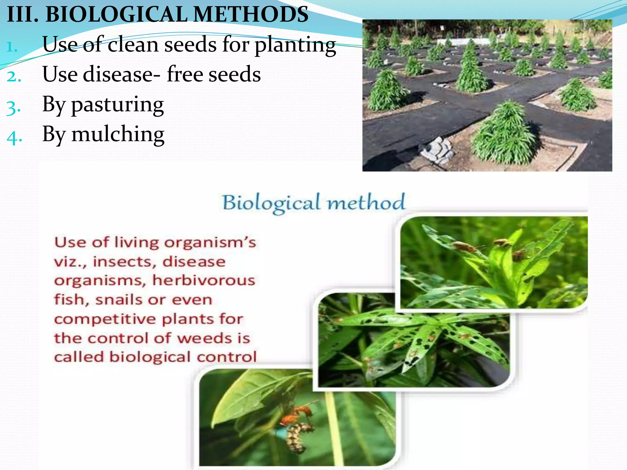 III. BIOLOGICAL METHODS
1. Use of clean seeds for planting
2. Use disease- free seeds
3. By pasturing
4. By mulching
 