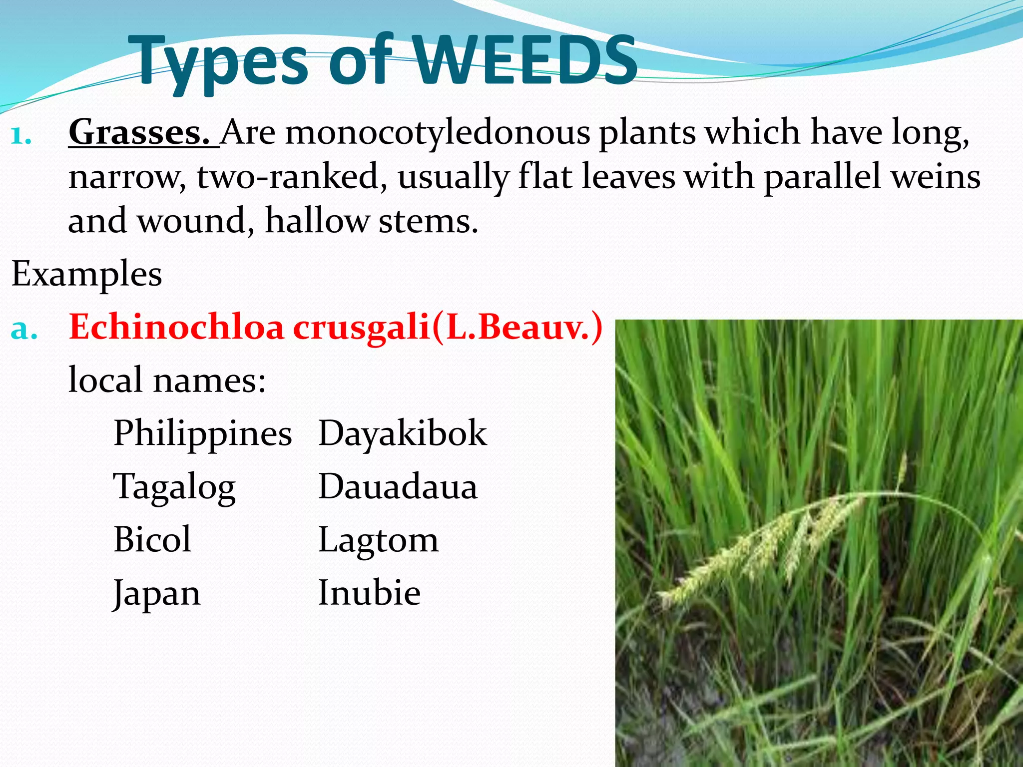 Types of WEEDS
1. Grasses. Are monocotyledonous plants which have long,
narrow, two-ranked, usually flat leaves with parallel weins
and wound, hallow stems.
Examples
a. Echinochloa crusgali(L.Beauv.)
local names:
Philippines Dayakibok
Tagalog Dauadaua
Bicol Lagtom
Japan Inubie
 