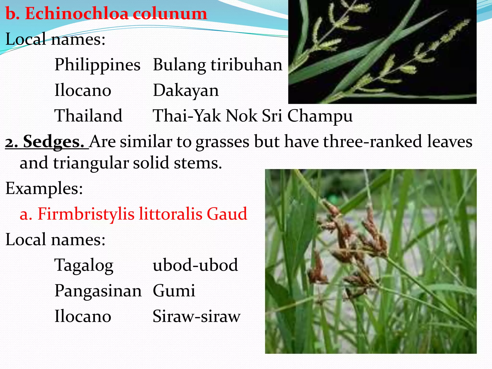 b. Echinochloa colunum
Local names:
Philippines Bulang tiribuhan
Ilocano Dakayan
Thailand Thai-Yak Nok Sri Champu
2. Sedges. Are similar to grasses but have three-ranked leaves
and triangular solid stems.
Examples:
a. Firmbristylis littoralis Gaud
Local names:
Tagalog ubod-ubod
Pangasinan Gumi
Ilocano Siraw-siraw
 