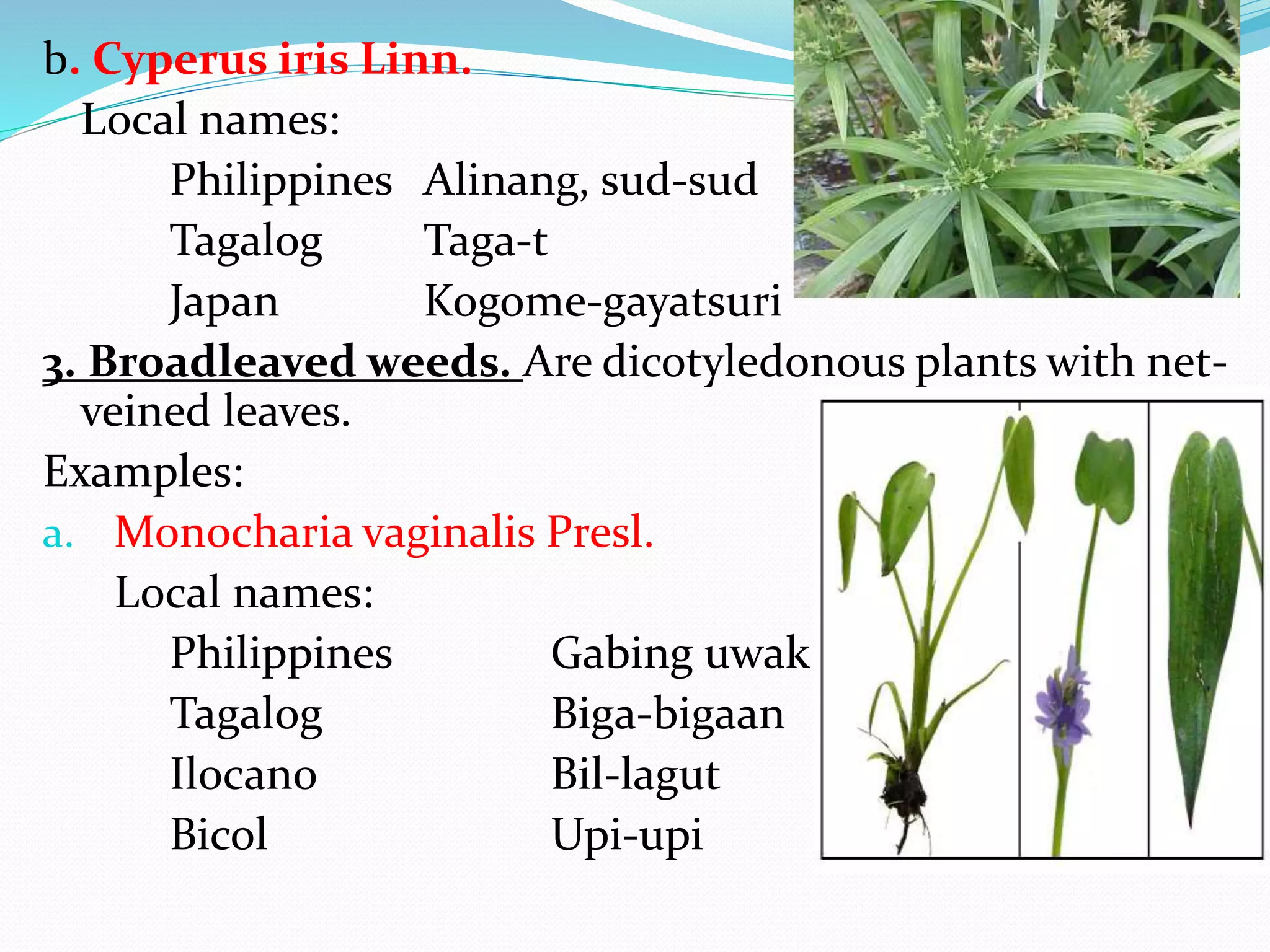 b. Cyperus iris Linn.
Local names:
Philippines Alinang, sud-sud
Tagalog Taga-t
Japan Kogome-gayatsuri
3. Broadleaved weeds. Are dicotyledonous plants with net-
veined leaves.
Examples:
a. Monocharia vaginalis Presl.
Local names:
Philippines Gabing uwak
Tagalog Biga-bigaan
Ilocano Bil-lagut
Bicol Upi-upi
 