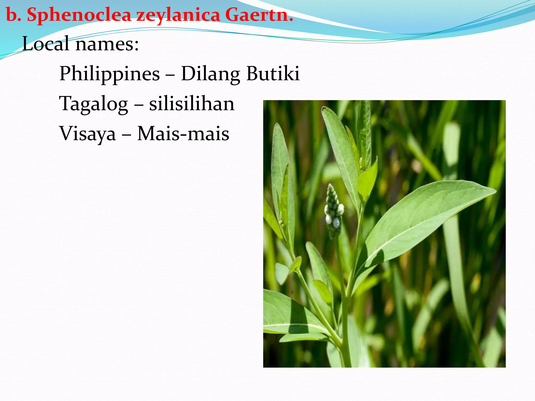 b. Sphenoclea zeylanica Gaertn.
Local names:
Philippines – Dilang Butiki
Tagalog – silisilihan
Visaya – Mais-mais
 