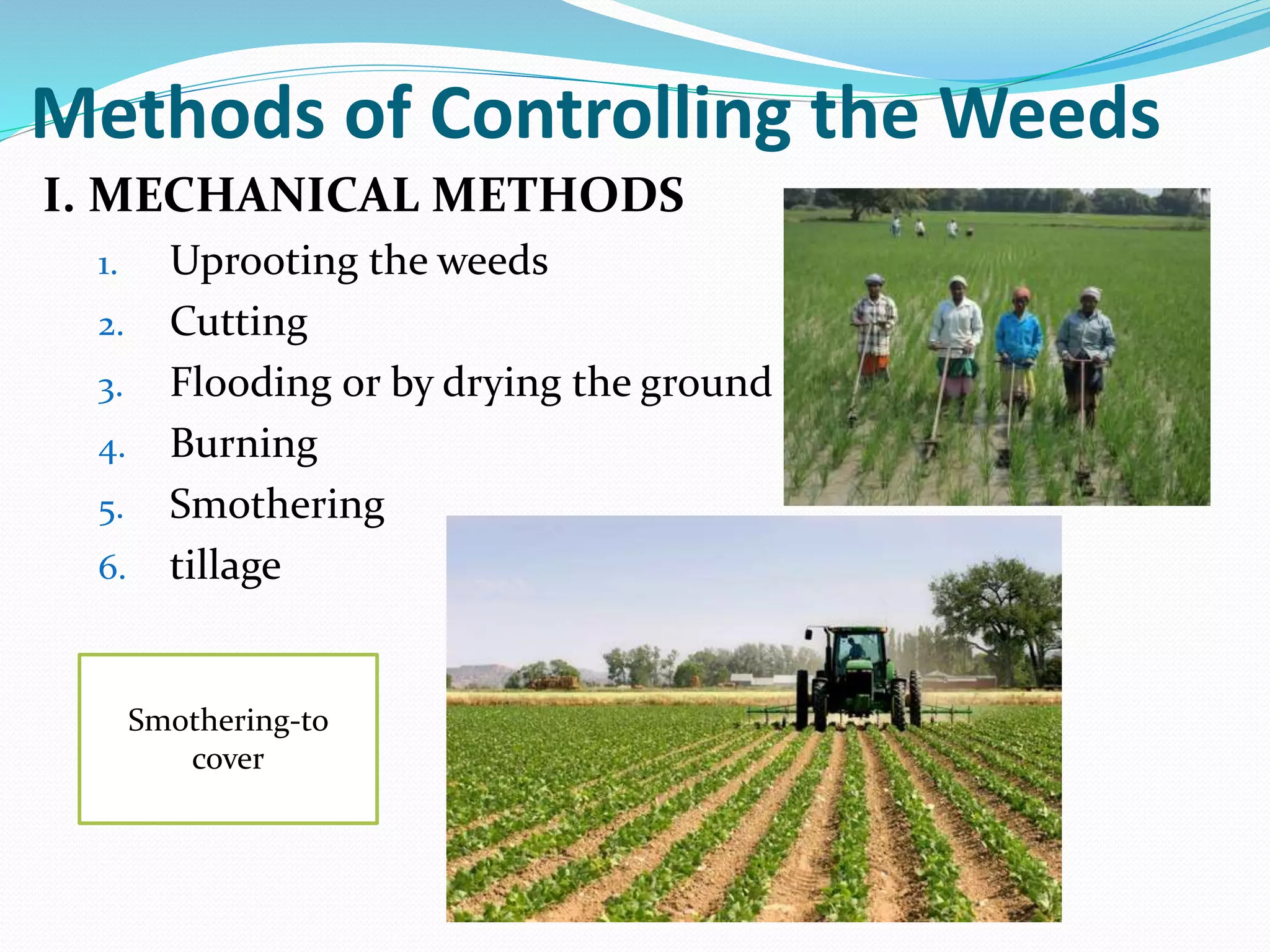 Methods of Controlling the Weeds
I. MECHANICAL METHODS
1. Uprooting the weeds
2. Cutting
3. Flooding or by drying the ground
4. Burning
5. Smothering
6. tillage
Smothering-to
cover
 